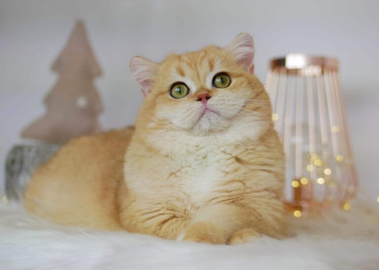 Miluk | Golden British Shorthair Breeder in Brisbane